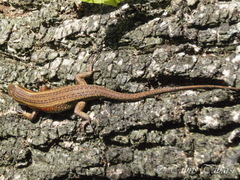 Eutropis multifasciata