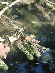 Hydrilla verticillata