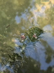 Hydrilla verticillata