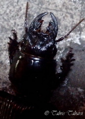 Coleoptera