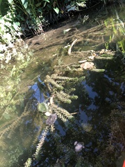 Hydrilla verticillata