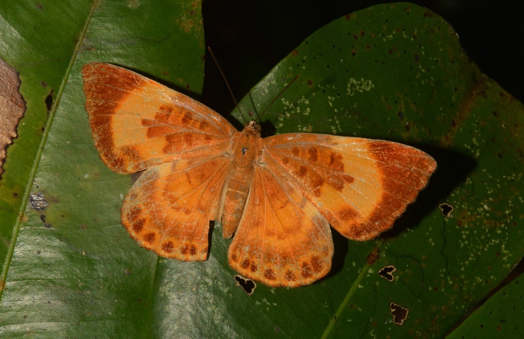Synargis soranus