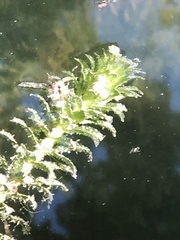 Hydrilla verticillata