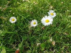 Bellis perennis
