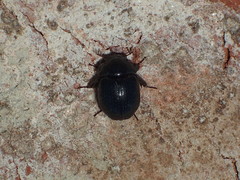 Germarostes globosus