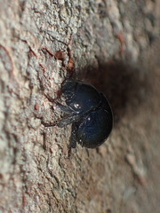 Germarostes globosus