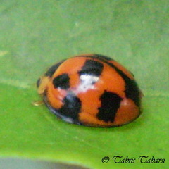 Coccinellidae