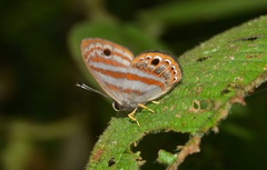 Euselasia euryone