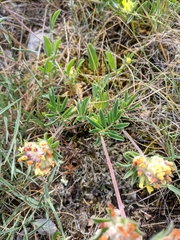 Anthyllis vulneraria boissieri