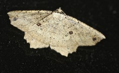 Polyacme dissimilis