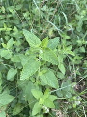 Teucrium scorodonia