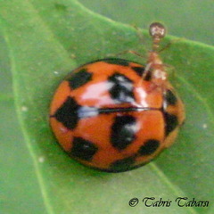 Coccinellidae