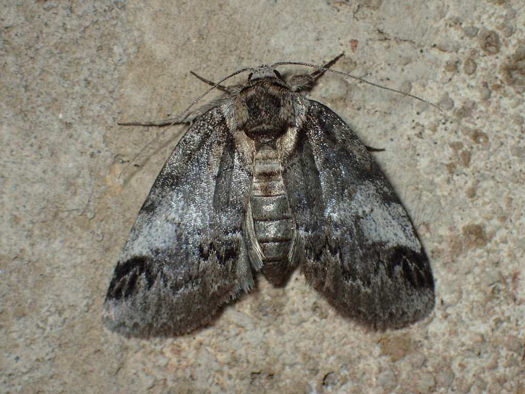 Baileya acadiana