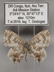 Cacyreus audeoudi