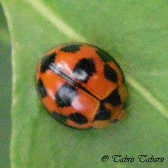 Coccinellidae