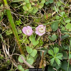Lysimachia tenella