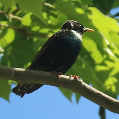 Sturnus vulgaris