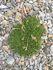 Plantago subulata