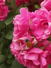 Lachnaia sexpunctata