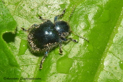 Trichochrysea