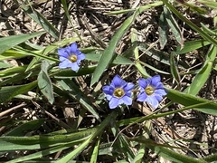 Gentiana loureiroi