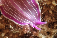 Prostheceraeus roseus