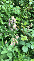 Allium siculum
