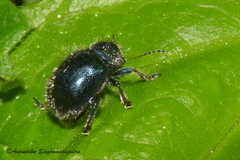 Trichochrysea