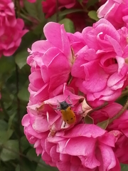 Lachnaia sexpunctata