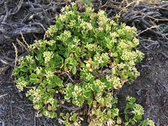 Crassuloideae