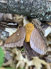 Anisota virginiensis