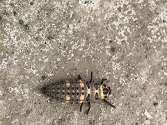 Coccinella septempunctata