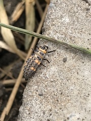 Coccinella septempunctata