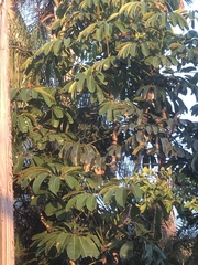 Heptapleurum actinophyllum