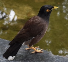 Acridotheres tristis
