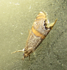 Euchromius