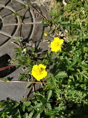 Potentilla