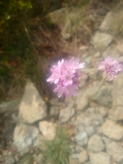 Armeria denticulata