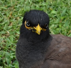 Acridotheres tristis