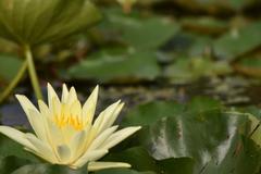 Nymphaea