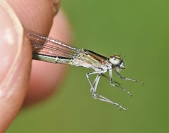 Enallagma divagans