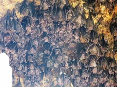 Rousettus amplexicaudatus