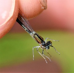 Enallagma divagans