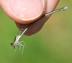 Enallagma divagans