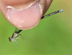 Enallagma divagans