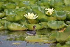 Tachybaptus ruficollis