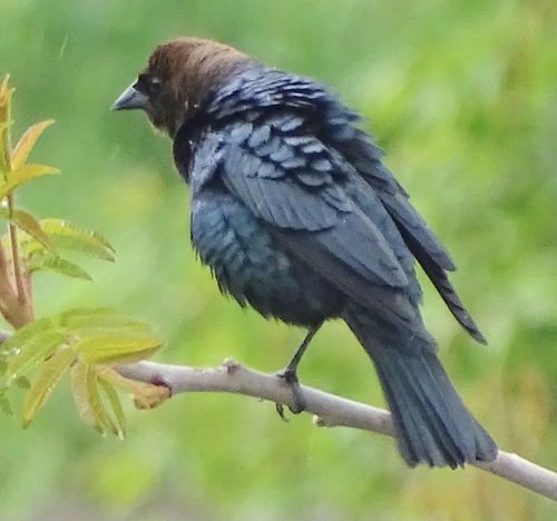 Brown-headed Cowbird photographed in Vermont