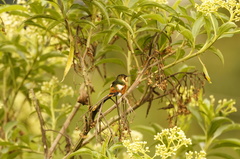 Chaetocercus heliodor