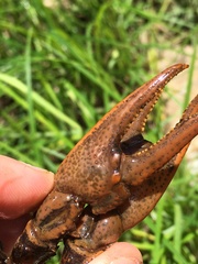 Cambarus smilax