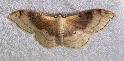 Idaea degeneraria